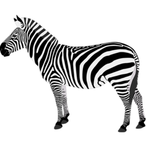 free_download_real_zebra_cartoon_clipart_image