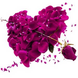 free-download-beautiful-pink-rose-petals-rose-heart