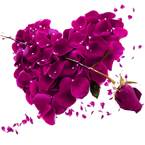 free-download-beautiful-pink-rose-petals-rose-heart